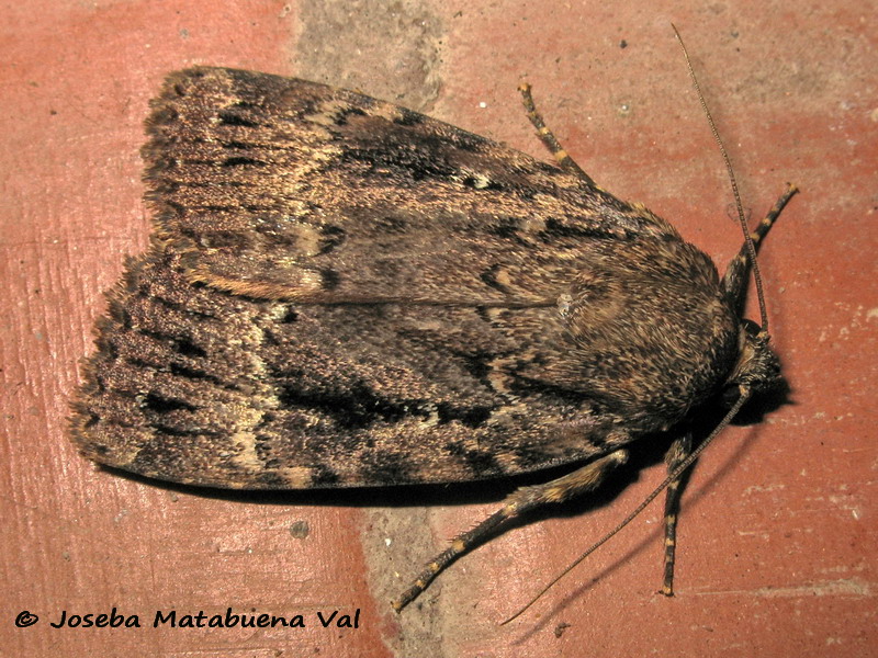 Amphipyra berbera - Noctuidae